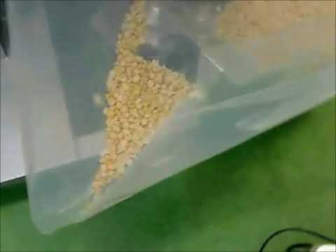 大豆の脱皮